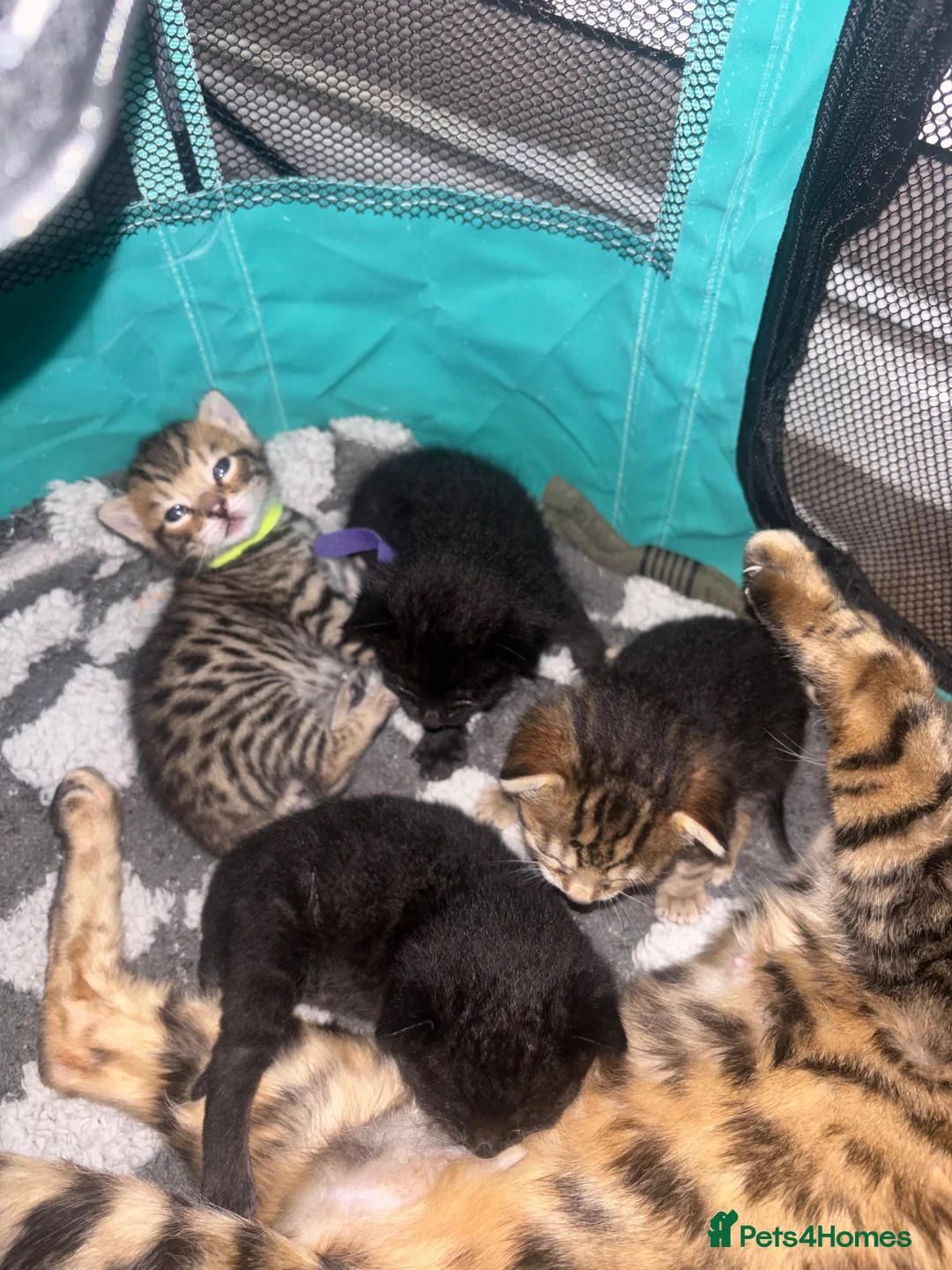 Bengal cats for sale: 3 Beautiful unique Bengal Babies  - Advert 1