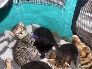 Bengal cats 3 Beautiful unique Bengal Babies - Advert 1