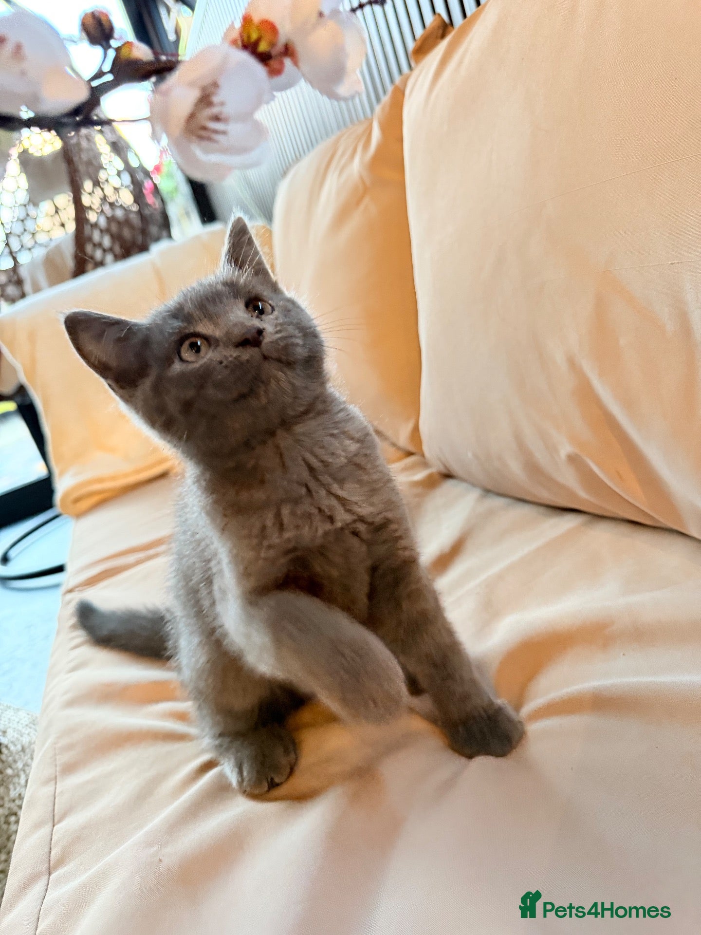 British Shorthair cats British Shorthair Kittens – 8 Weeks Old – £580  - Advert 2