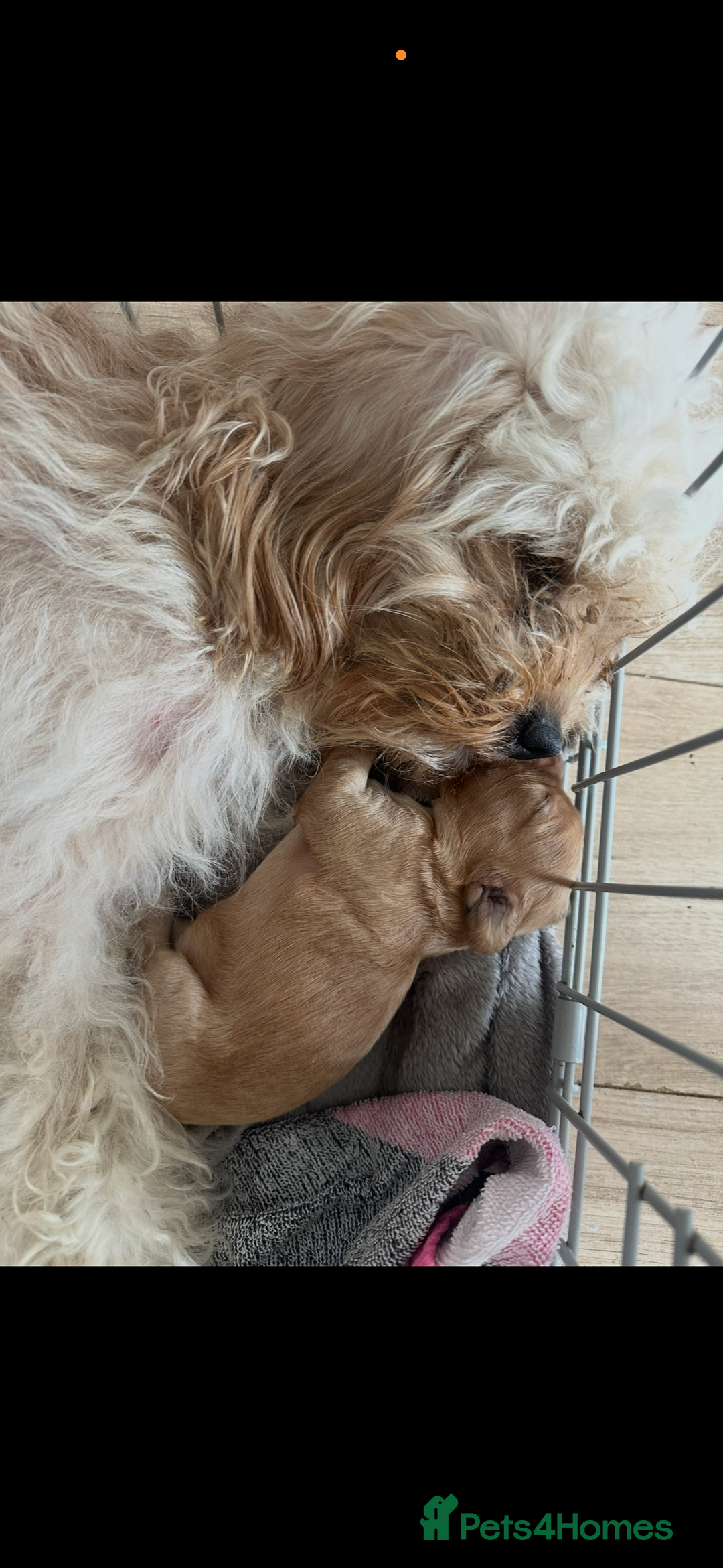 Cavapoo dogs for sale: Beautiful litter of cavapoos  - Advert 1