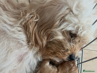 Cavapoo dogs Beautiful litter of cavapoos - Advert 1