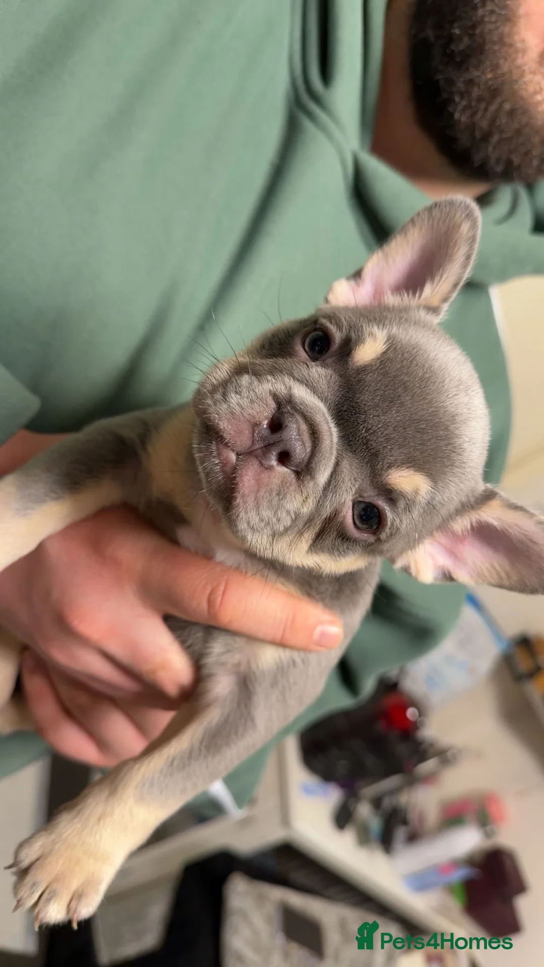French Bulldog dogs for sale: French bulldog pups  - Advert 3
