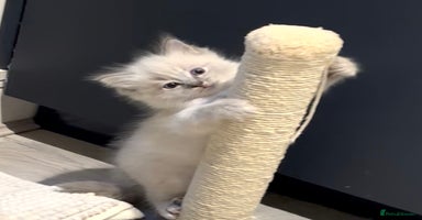 Ragdoll cats - Advert 2