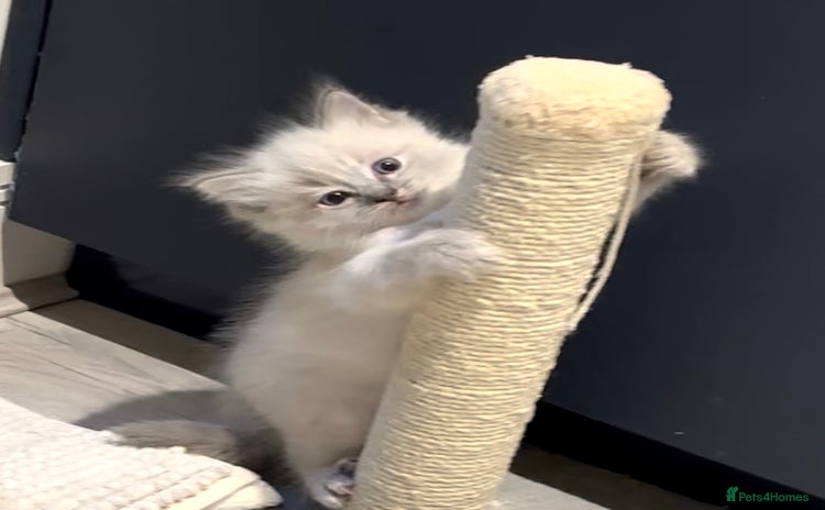 Ragdoll cats - Advert 4