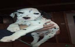 Dalmatian dogs for sale: Dalmatian pups - Image 7