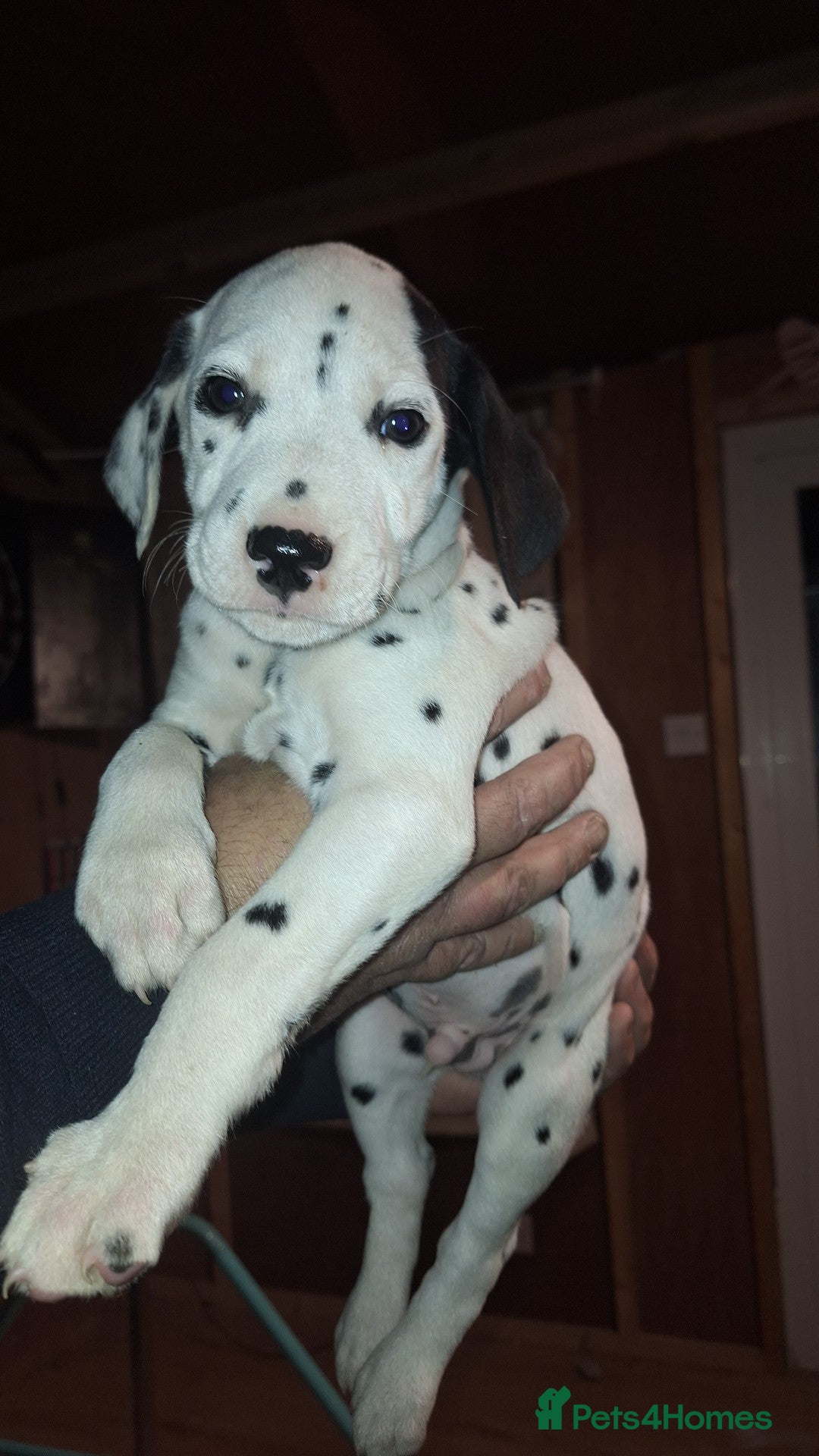 Dalmatian dogs for sale: Dalmatian pups - Image 7