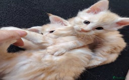 Maine Coon cats for sale: Home raised stunning Mainecoon boys. - Image 8