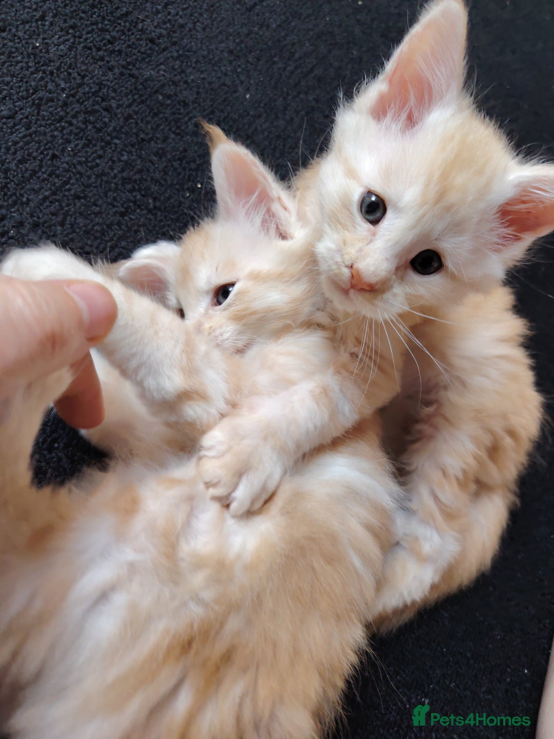 Maine Coon cats for sale: Home raised stunning Mainecoon boys. - Image 8