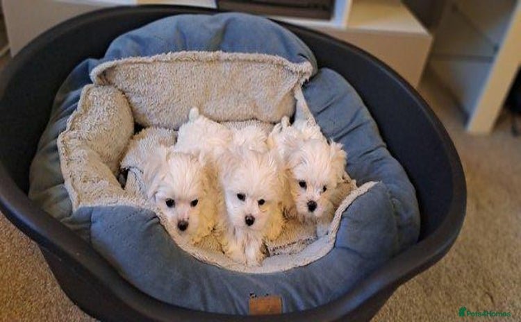 Maltese dogs - Advert 9