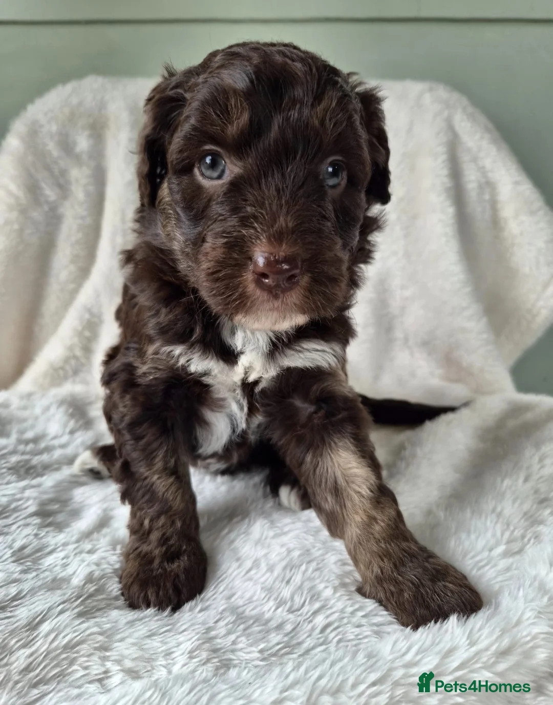 Bordoodle dogs for sale: F1 Bordoodles - DNA health tested - Advert 1