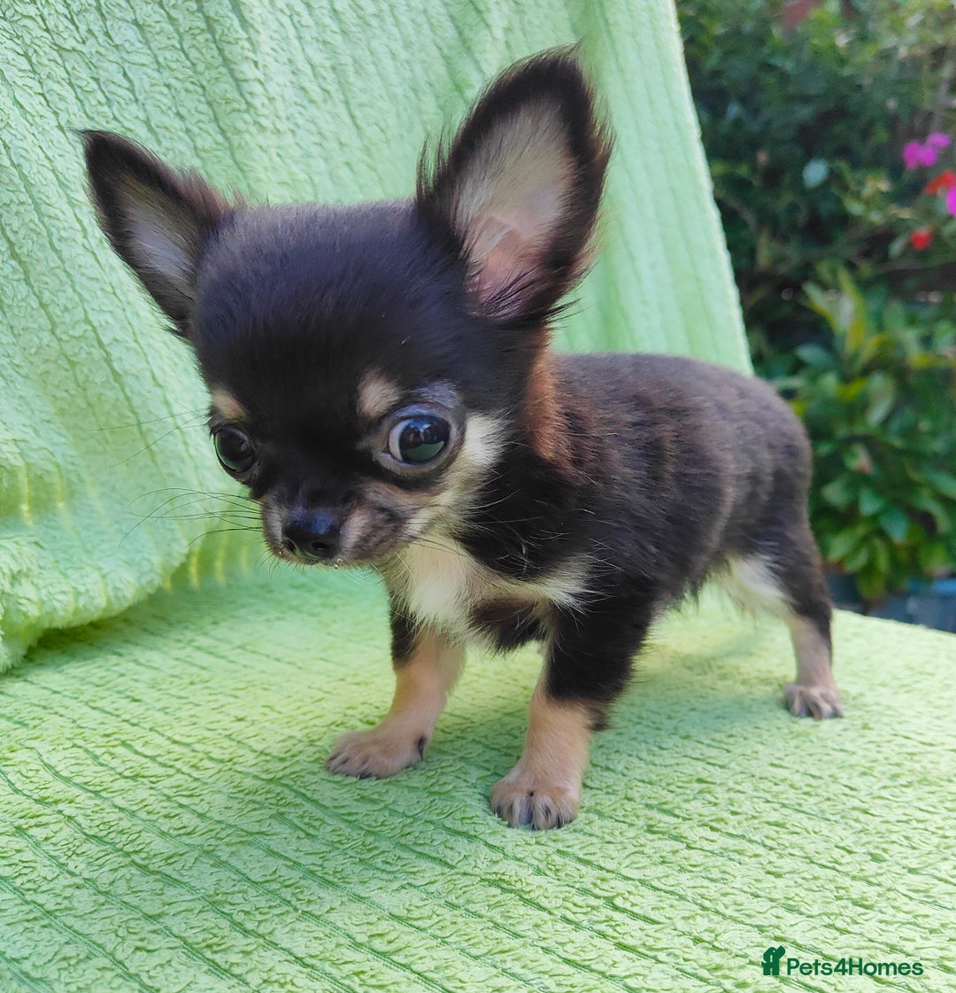 Chihuahua dogs for sale: Amazing Quality Long Coat Chihuahua puppies - Image 28