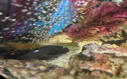 Other/Mixed Breed fish for sale: Marine Tank & fish - Image 4