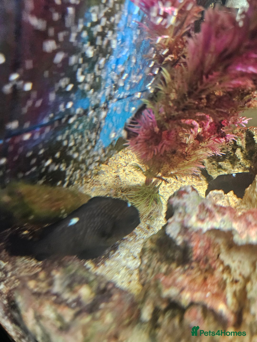 Other/Mixed Breed fish for sale: Marine Tank & fish - Image 4