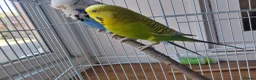 Budgerigars birds for sale: Budgies with cage in Dunstable - Advert 3