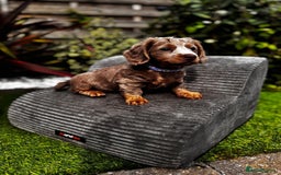 Miniature Dachshund dogs for sale: 💗 READY TO LEAVE - K.C MINIATURE DACHSHUND 💗 - Image 14