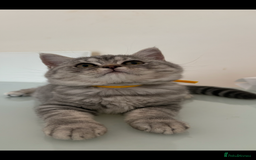 British Shorthair cats for sale: Pedigree|Champion Lines|GCCF Registered| - Image 30