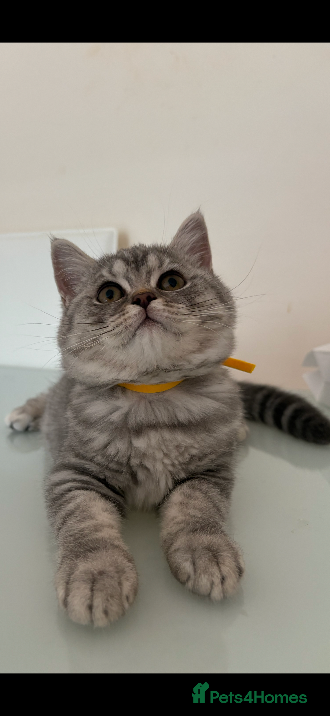 British Shorthair cats for sale: Pedigree|Champion Lines|GCCF Registered| - Image 30