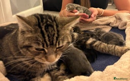Bengal cats for sale: Bengal cross kittens one grey boy one brown girl - Image 26