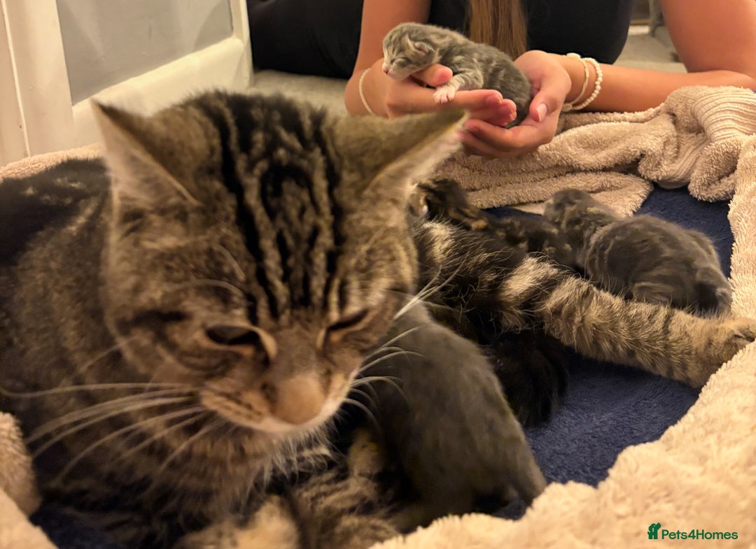 Bengal cats for sale: Bengal cross kittens one grey boy one brown girl - Image 26