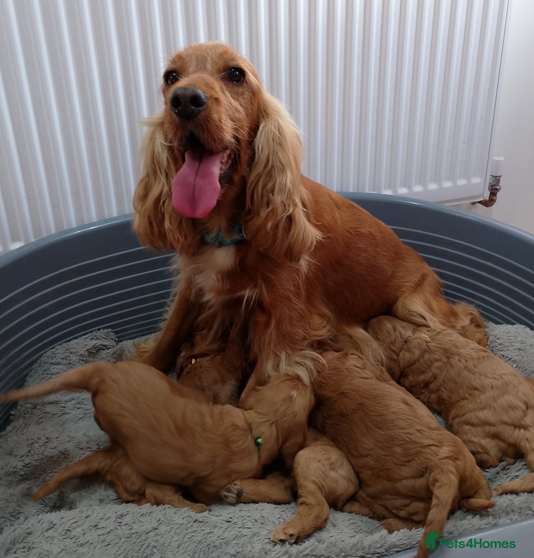 Cockapoo dogs for sale: Stunning F1 Red Miniature - Health Tested Parents - Image 9