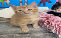 Mixed Breed cats for sale: Part Mainecoon Ginger Litter - Image 29