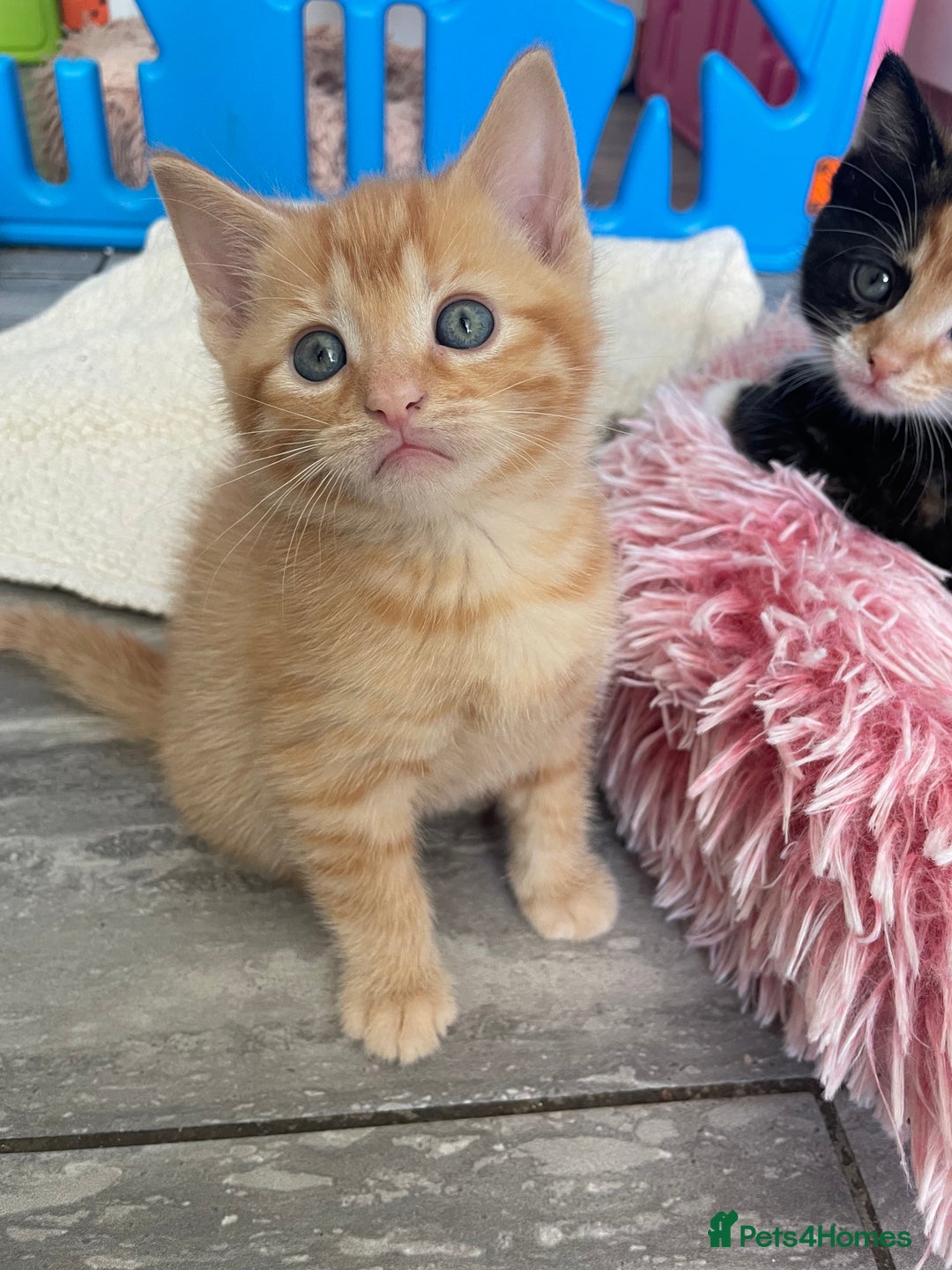 Mixed Breed cats for sale: Part Mainecoon Ginger Litter - Image 29