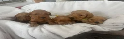 Cockapoo dogs for sale: F1b cockapoos fully health tested clear  - Advert 9