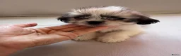 Shih Tzu dogs for sale: Shih Tzu puppies - Advert 10
