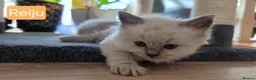 Ragdoll cats for sale: Gorgeous Ragdoll ready to leave 11 July - Advert 21