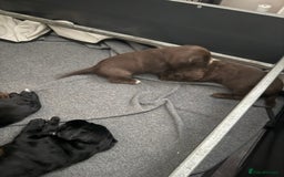 Cockerdor dogs for sale: Beautiful Cockerador Puppies  - Image 9