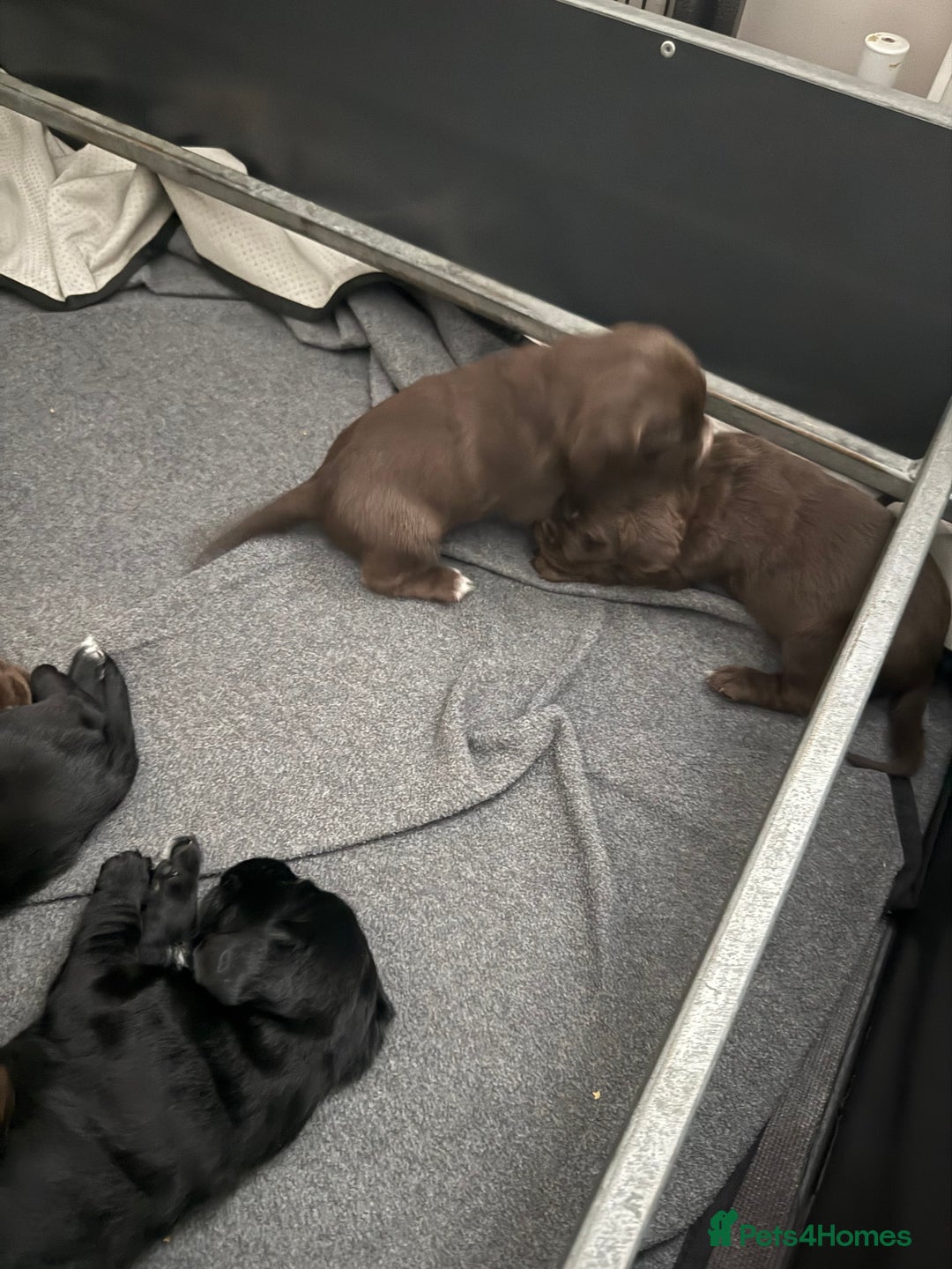 Cockerdor dogs for sale: Beautiful Cockerador Puppies  - Image 9