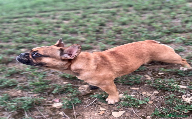 French Bulldog dogs - Advert 7