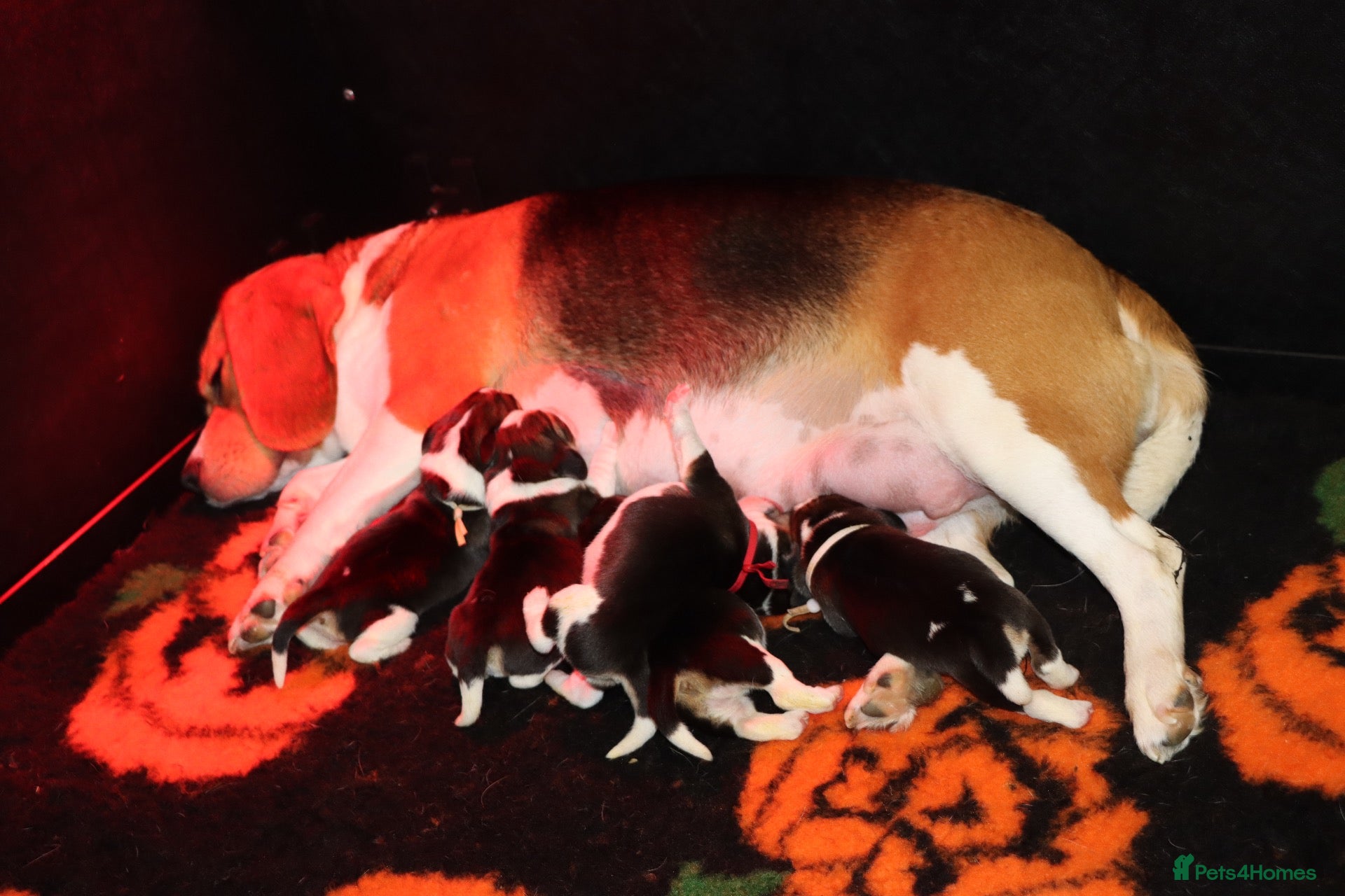 Beagle dogs Champion sired beagle puppies - Advert 18