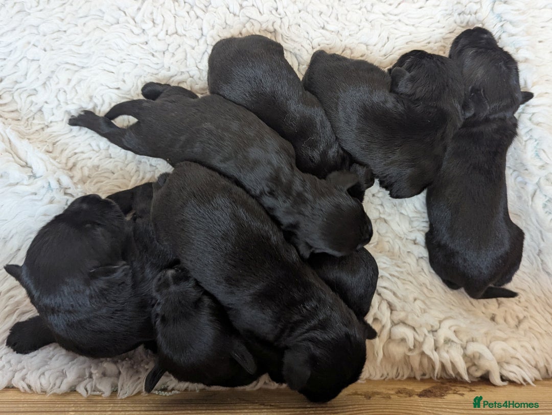 Miniature Schnauzer dogs for sale: Fully Health Tested,KC reg'd  Mini Schnauzer pups - Image 4