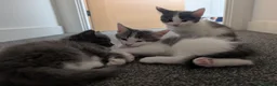 Domestic Shorthair cats for sale: Beautiful Female & Boy Kittens Looking 4 Homes in Westbury - Advert 5