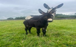 Donkey livestock for sale: Nigel the jack donkey foal  - Image 5