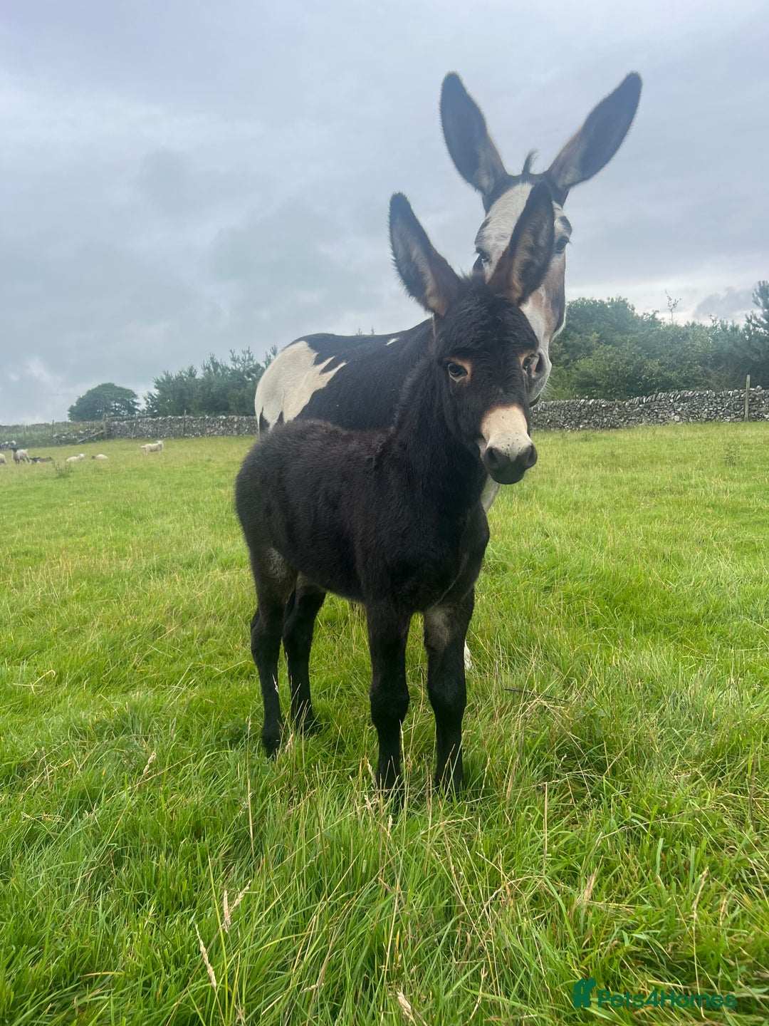 Donkey livestock for sale: Nigel the jack donkey foal  - Image 5