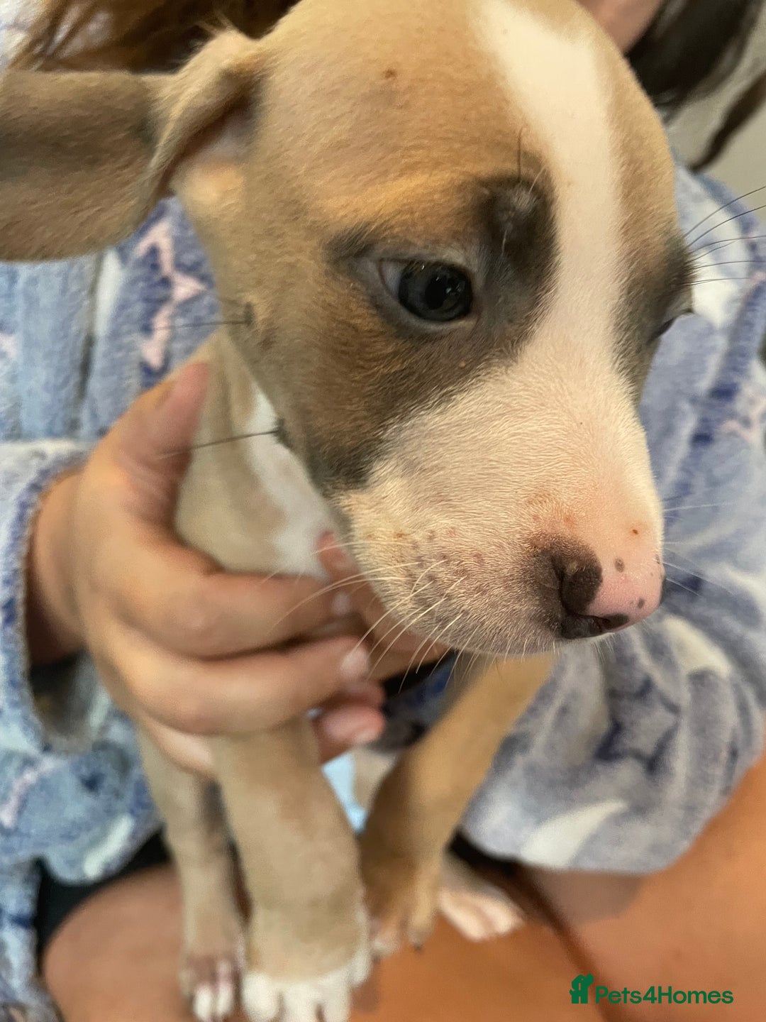 Mixed Breed dogs for sale: Presa canairo x American bulldog  - Image 7