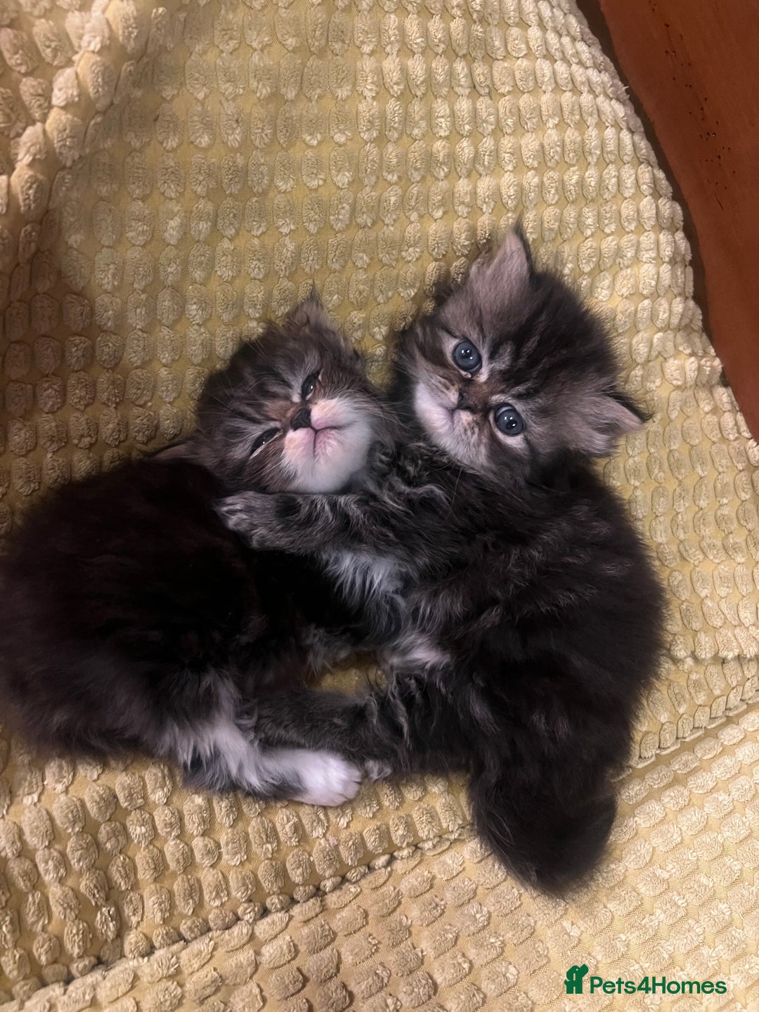 Persian cats for sale: One gorgeous girl left  - Advert 5