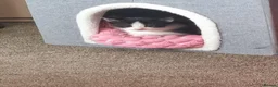 Turkish Van cats for sale: 1 Male and 1 Female kittens - Advert 4