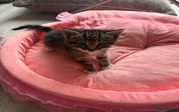 Ragdoll cats for sale: Four ragdoll crosses available - Image 4