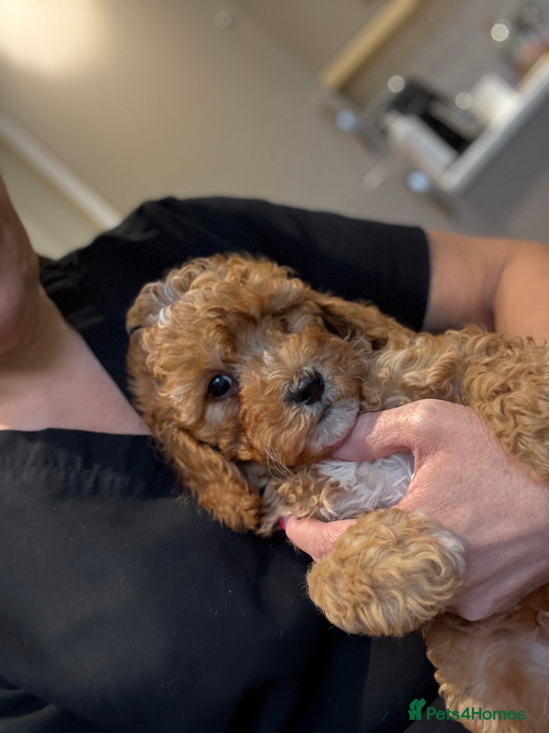 Cavapoo dogs for sale: Cavapoo F1b fully health tested 1 boy left - Image 26