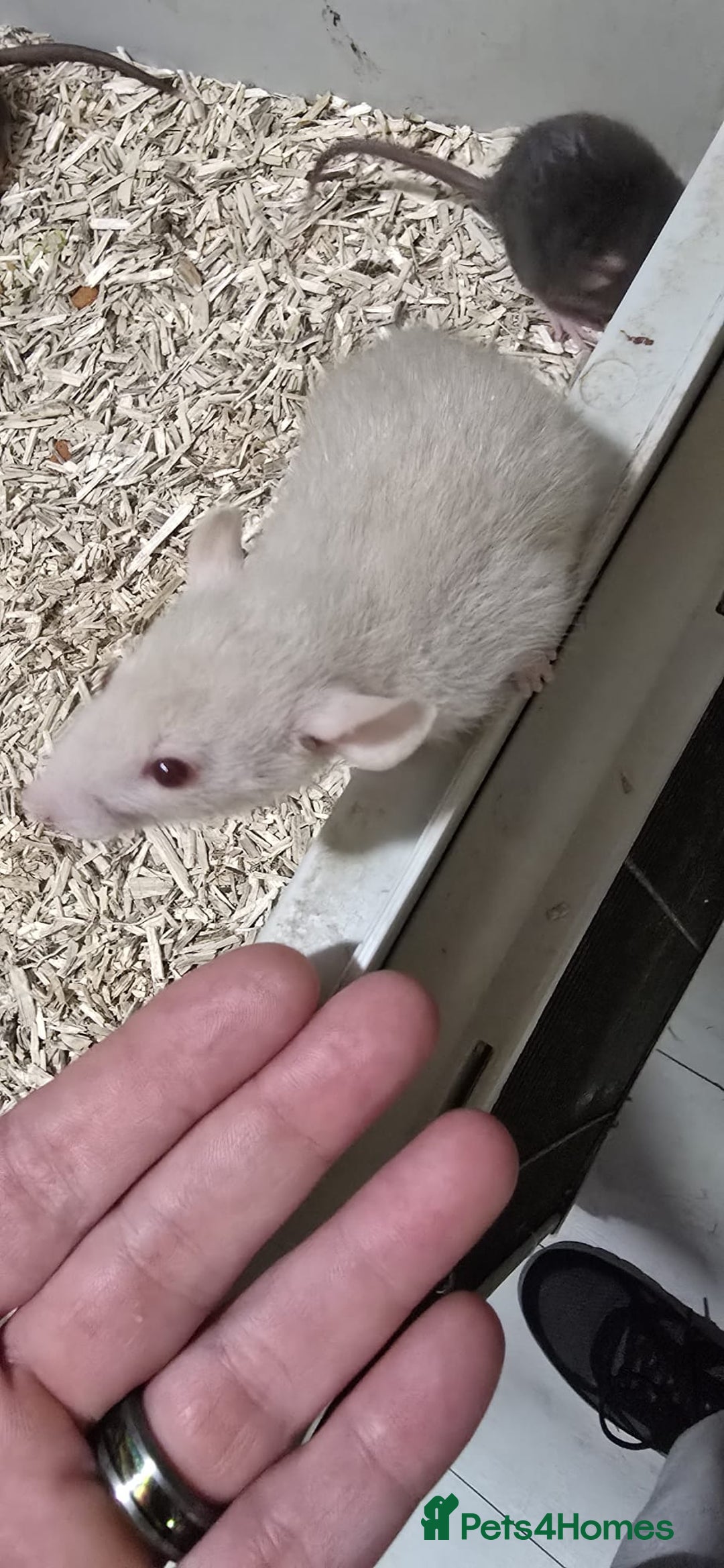 Rat rodents for sale: 4 female Rats for sale  - Advert 3