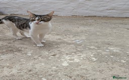 Domestic Shorthair cats for sale: Caring, Friendly 1-Year-old cat- Ready to Rehome - Image 4