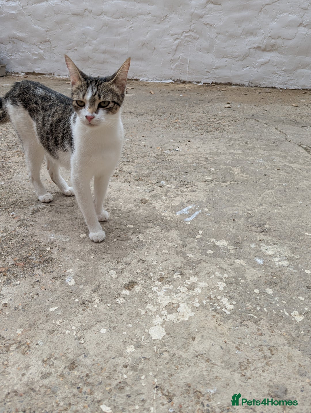 Domestic Shorthair cats for sale: Caring, Friendly 1-Year-old cat- Ready to Rehome - Image 4