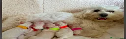 Maltese dogs for sale: Beautiful Maltese Puppies – 1 Boy, 2 Girls. - Advert 5
