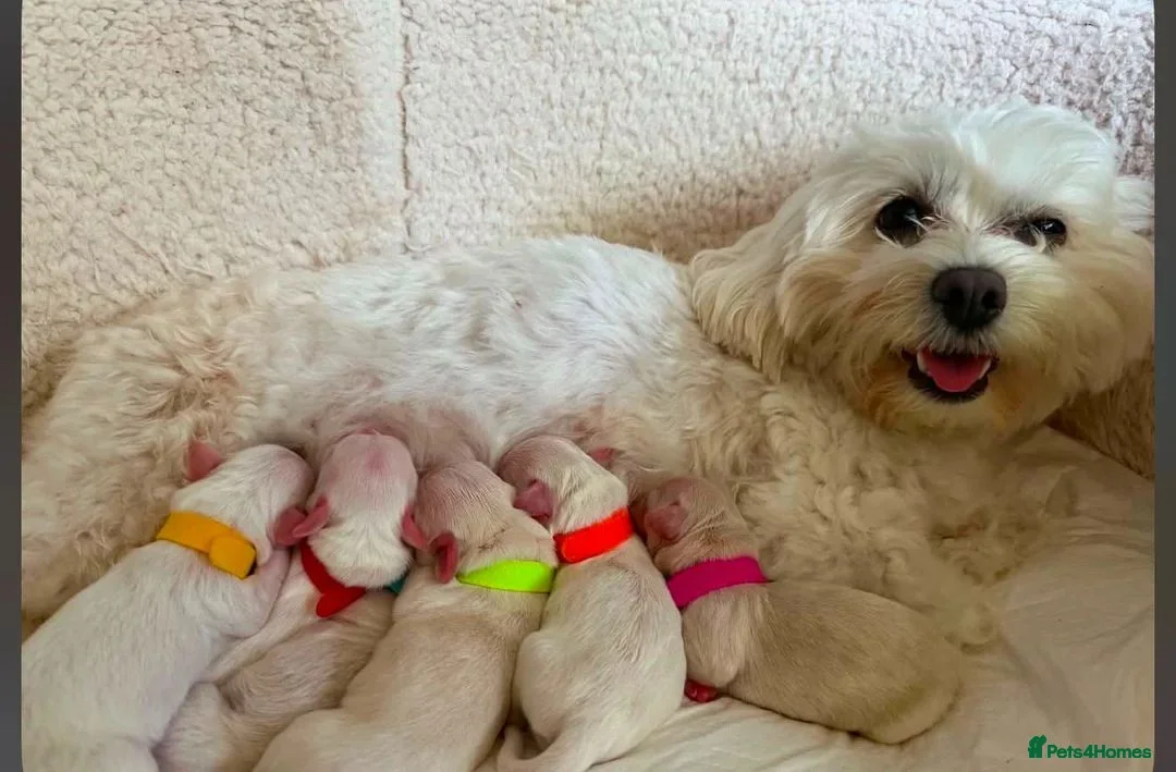 Maltese dogs for sale: Beautiful Maltese Puppies – 1 Boy, 2 Girls. - Advert 5