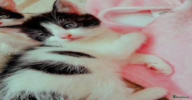 Mixed Breed cats - Advert 2