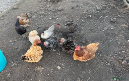 Chickens poultry for sale: 9 Female Mixed Bantams - Advert 1