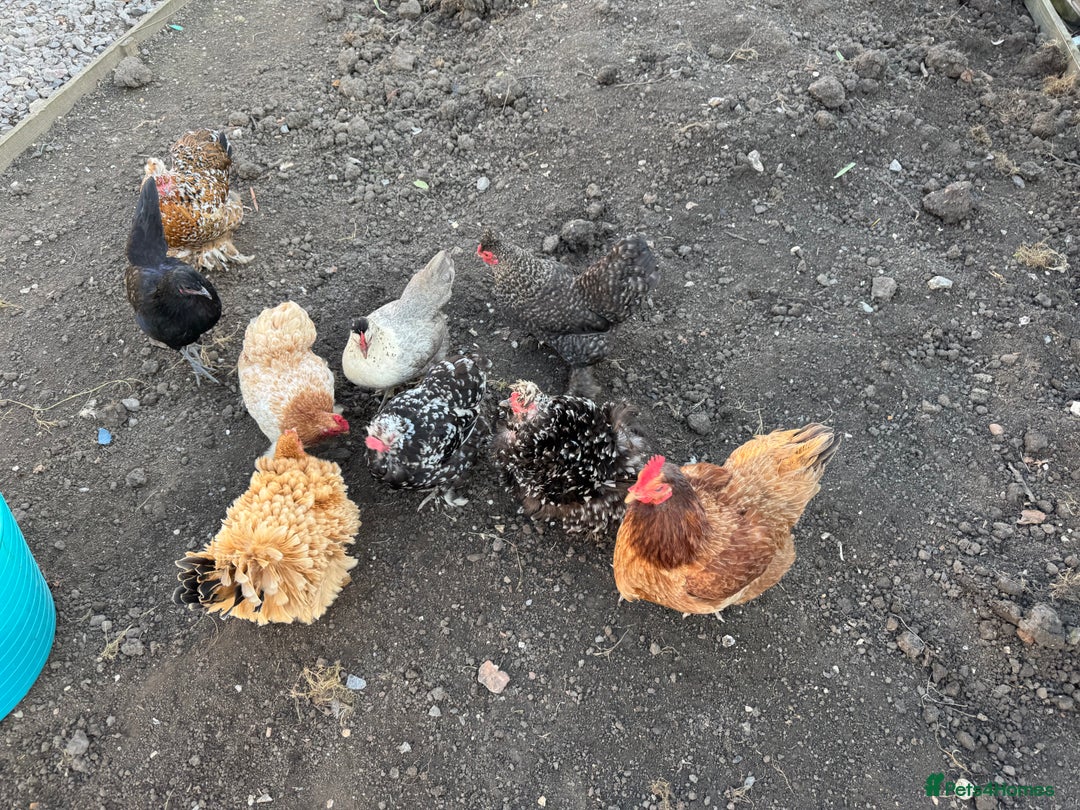 Chickens poultry for sale: 9 Female Mixed Bantams - Advert 1